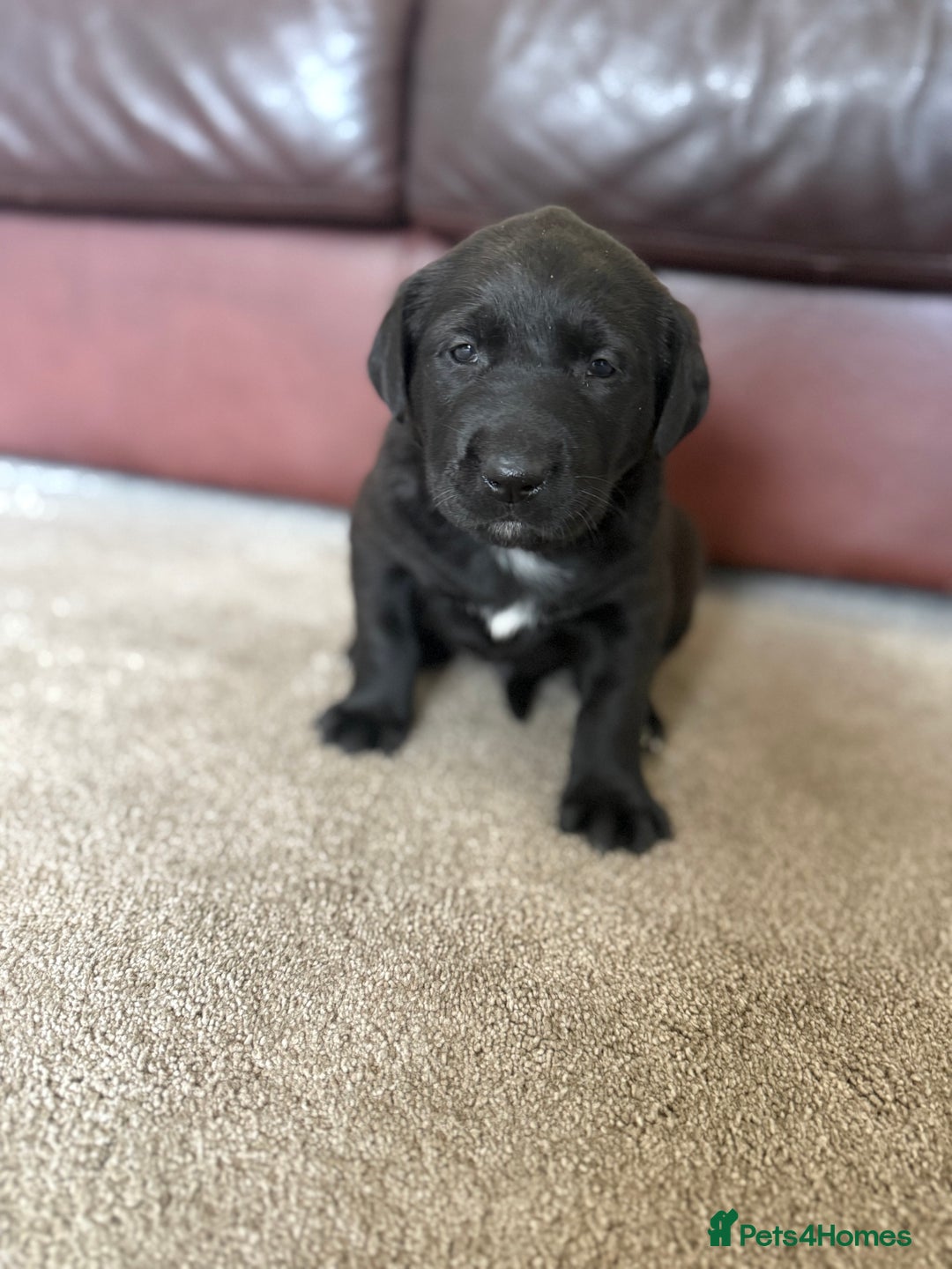 Mixed Breed dogs for sale: Labrador X Belgian Shepherd Belgiador  - Image 12