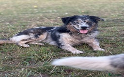Border Collie dogs for stud: Health tested & Proven Blue Merle Border collie  in Wolverhampton - Image 2