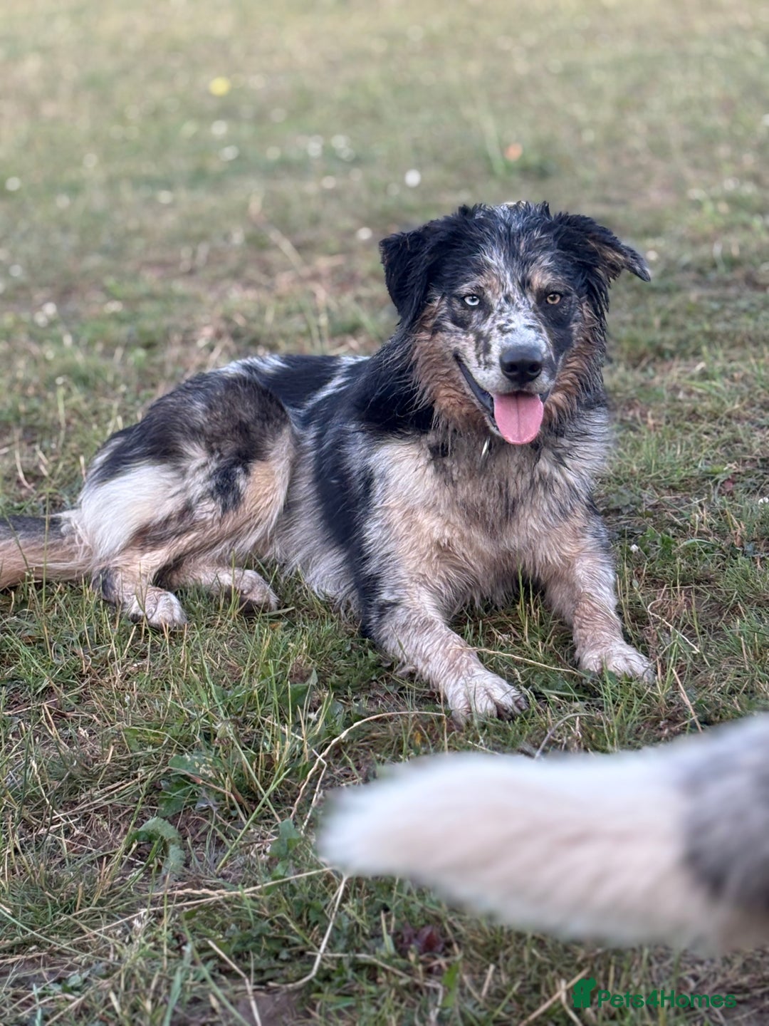 Border Collie dogs for stud: Health tested & Proven Blue Merle Border collie  in Wolverhampton - Image 2