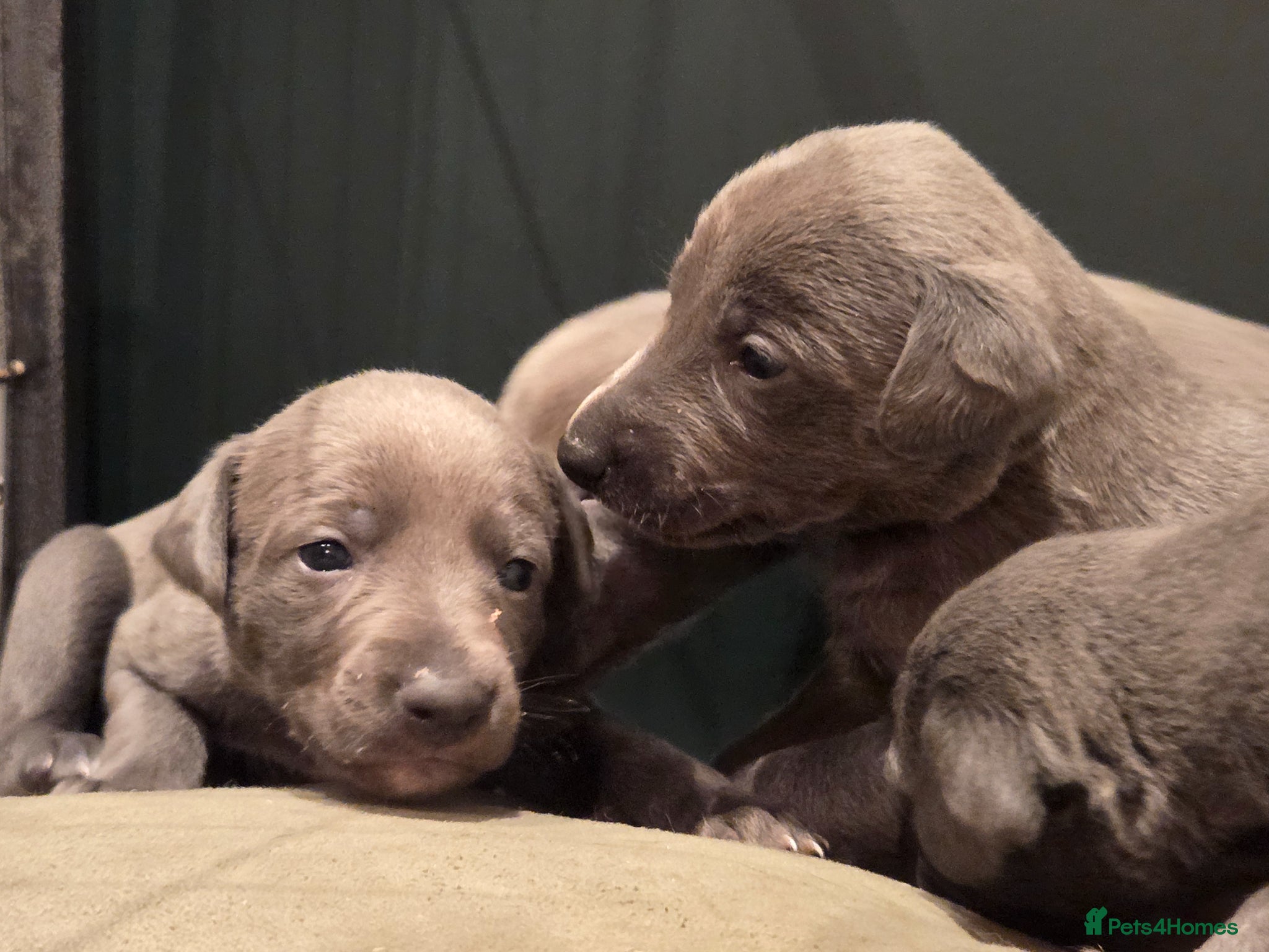 Mixed Breed dogs Bedlington whippet greyhound pups - Advert 20