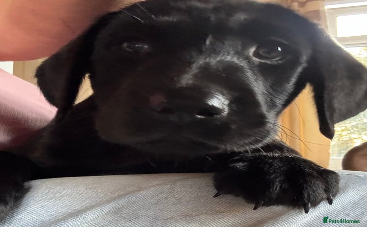 Labrador Retriever dogs - Advert 4