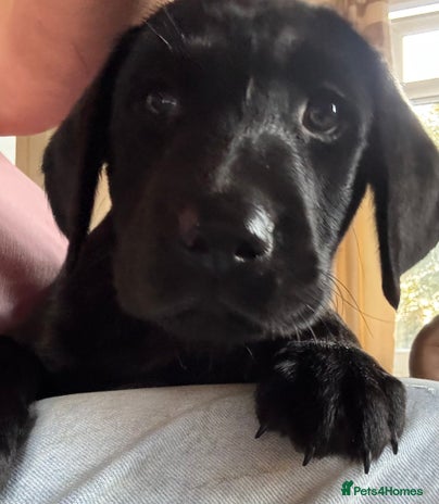 Labrador Retriever dogs - Advert 4