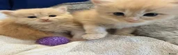 Ragcoon cats for sale: Rare Ragacoon Ragdoll x Maine Coon  - Advert 1