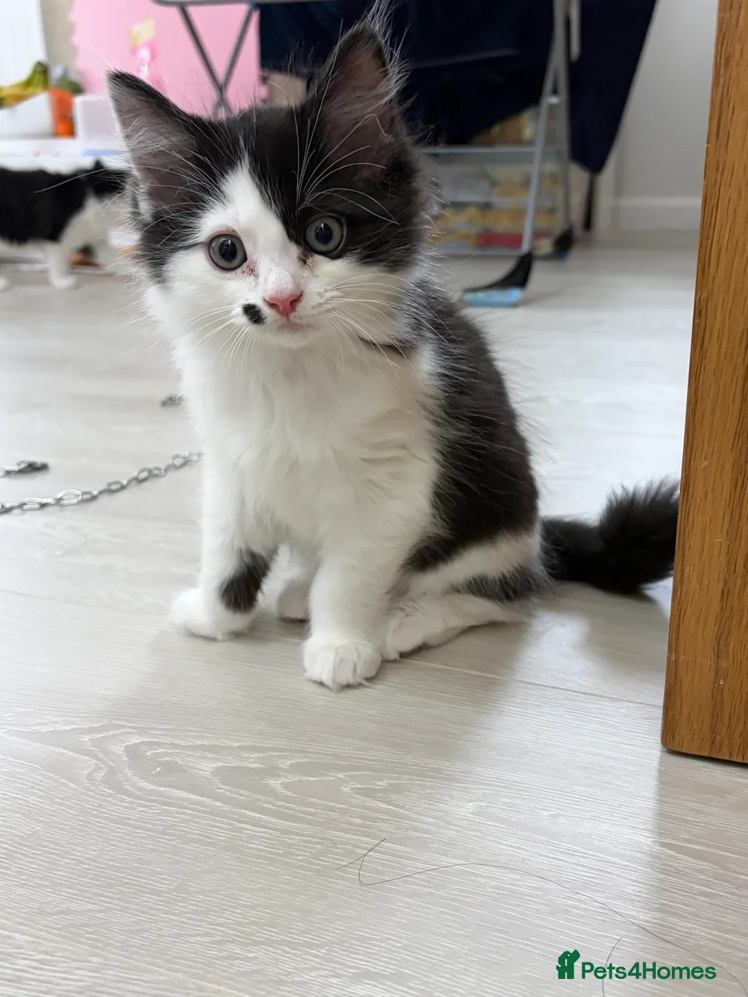 Mixed Breed cats for sale: Ragdoll & Kurilian bobtail mixed - Advert 17