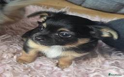 Chihuahua dogs for stud: Merle long haired Chihuahua Stud in Nottingham - Image 19