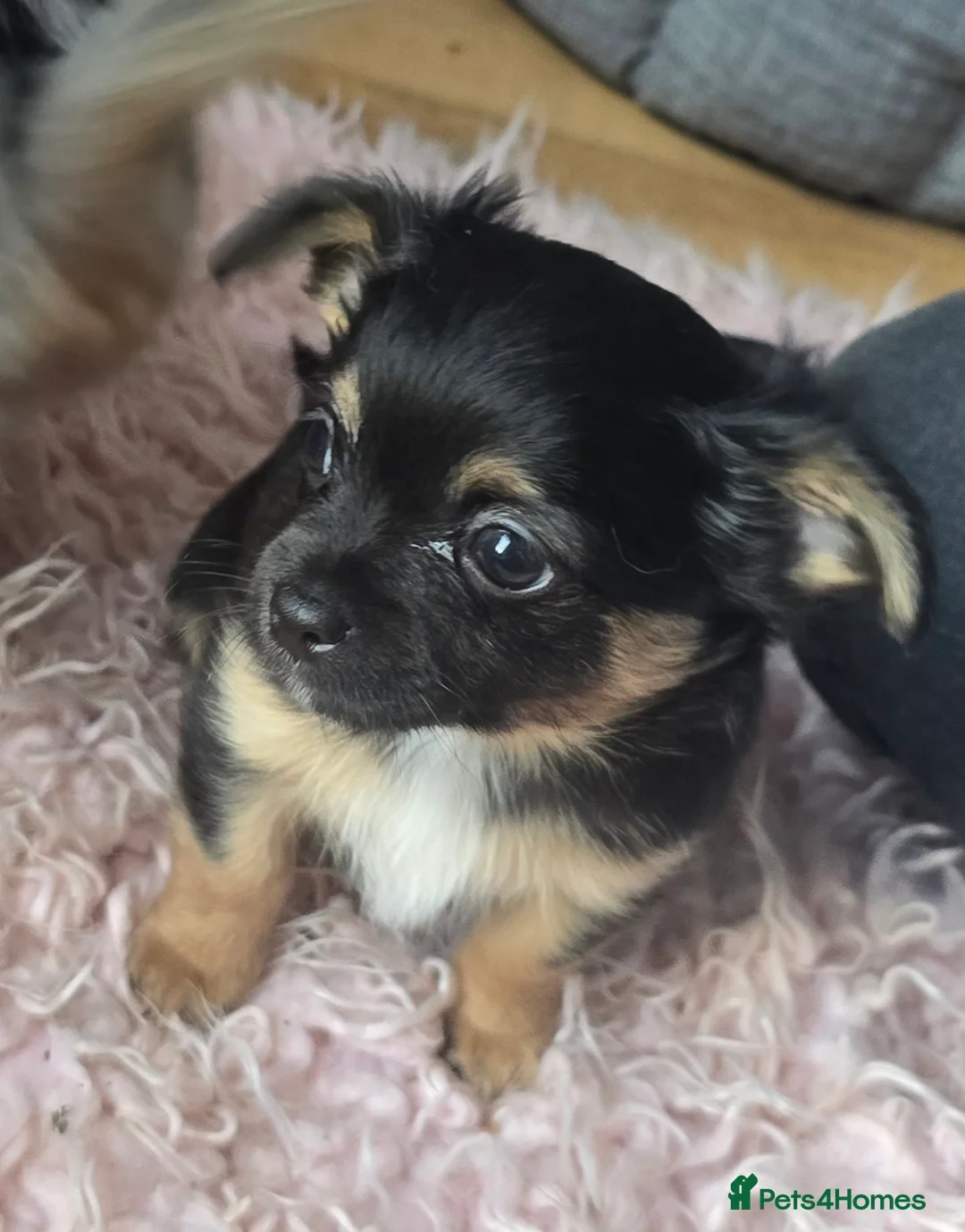Chihuahua dogs for stud: Merle long haired Chihuahua Stud in Nottingham - Advert 19