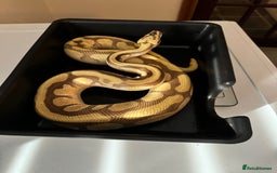 Python Snake reptiles for sale: 6 ball pythons & 8 vivariums for sale - Image 3