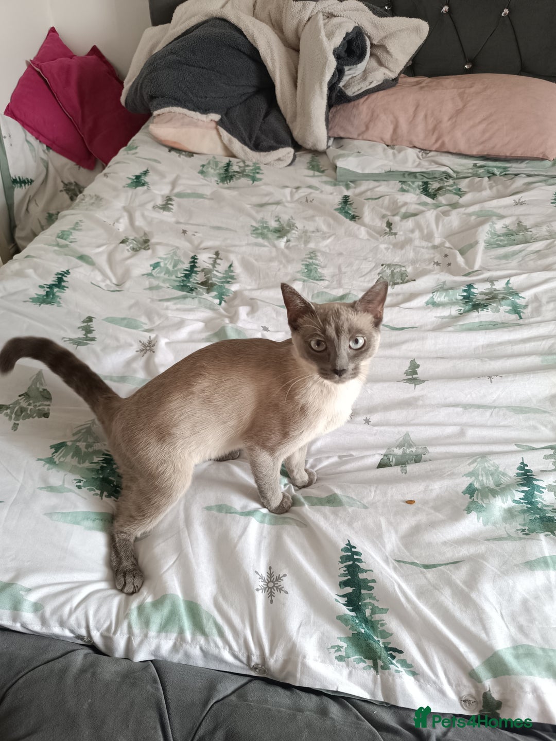 Mixed Breed cats for stud: Hello looking for boyfriend for my cat - Advert 2