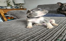 French Bulldog dogs for sale: Gorgeous frenchie pups  - Image 29