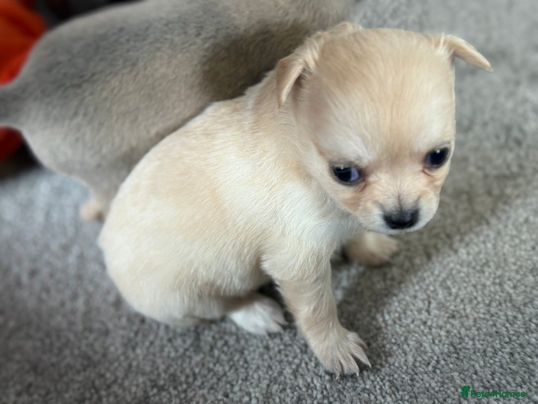 Chug dogs for sale: 6 beautiful chug puppies for sale ❤️ - Image 14