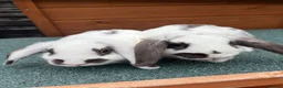 Mixed Breed rabbits for sale: Mini lop cross English spot baby bunnies  - Advert 3