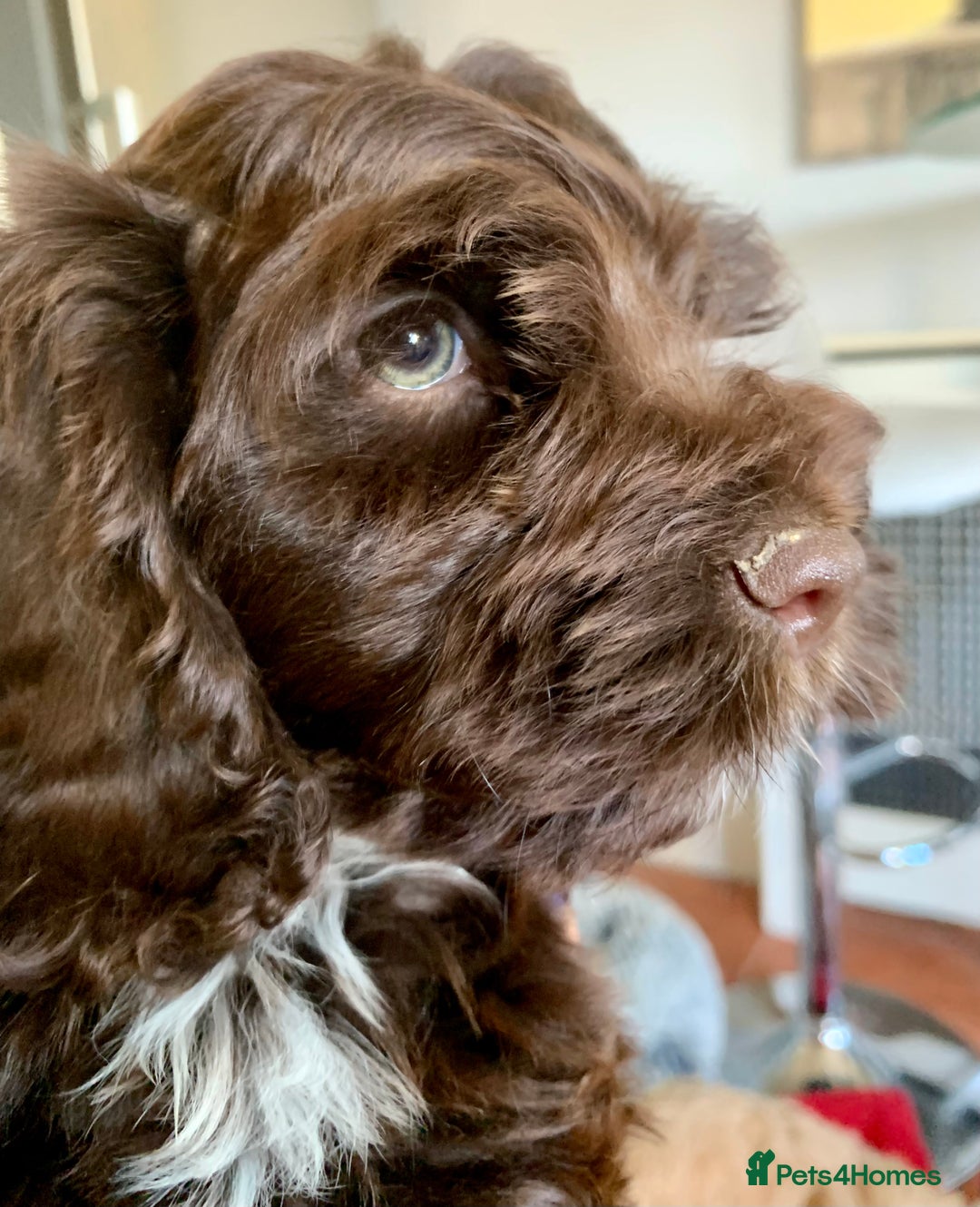 Cockapoo dogs for sale: F1 Cockapoo Puppies. READY NOW - Image 4