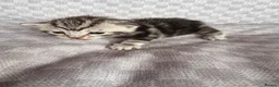 Bengal cats for sale: Grey tabby/bengal - Advert 13