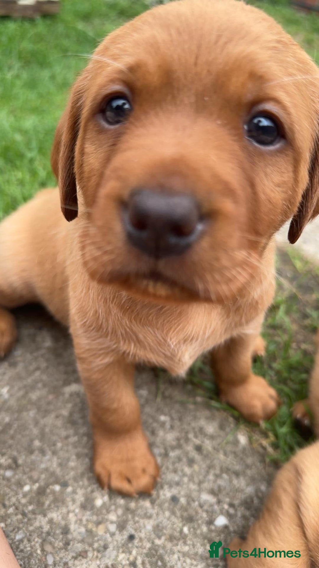 Labrador Retriever dogs for sale: Exquisite Fox Red Labrador Puppies – KC Reg in Chesterfield - Image 31