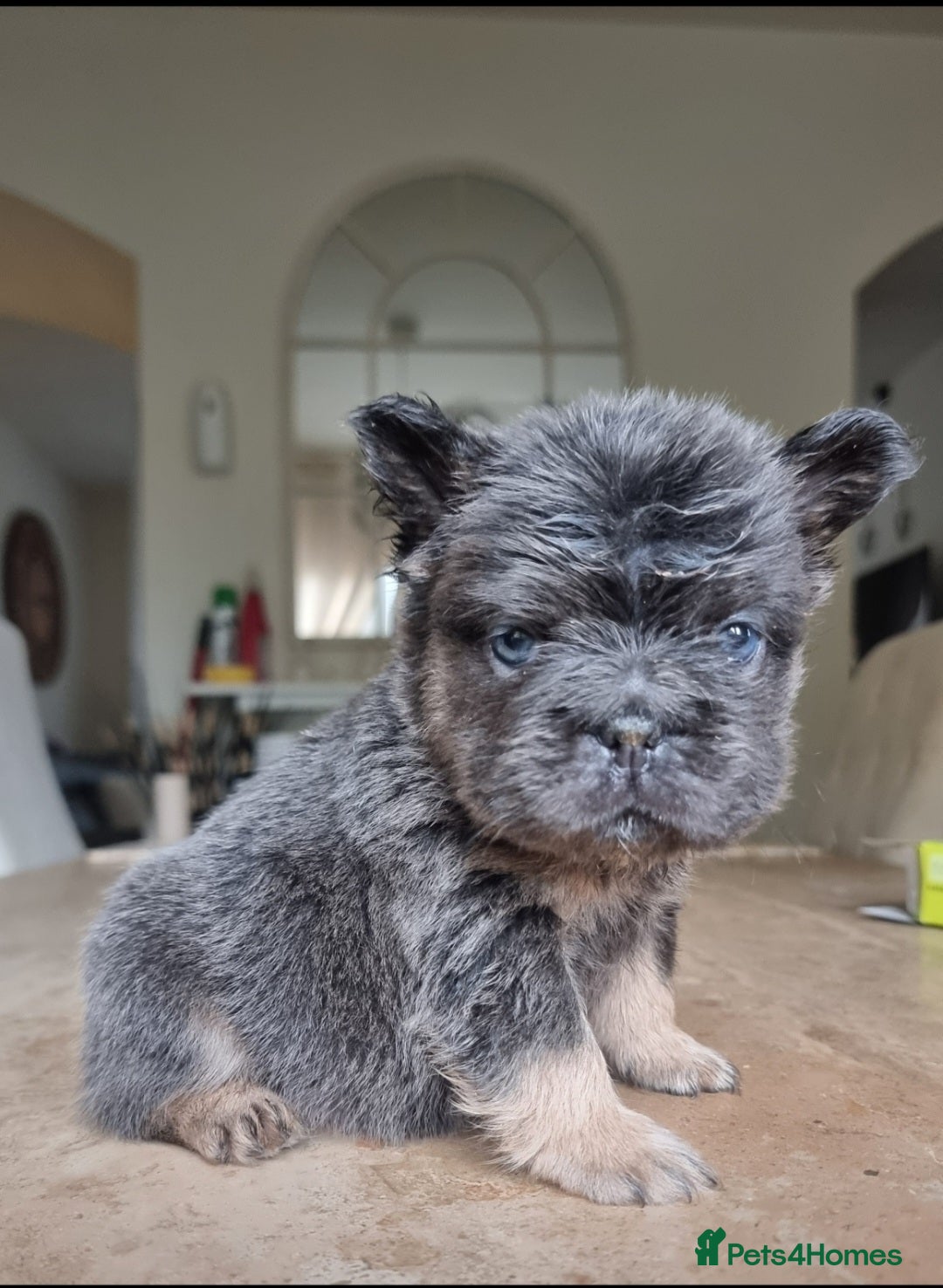 French Bulldog dogs for sale: Beautiful French bulldogs - Advert 2