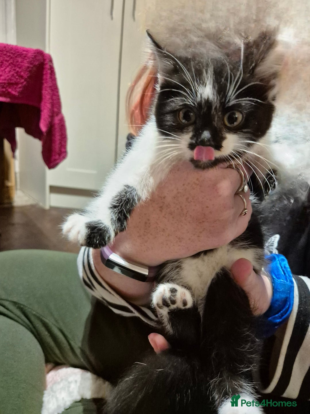 Mixed Breed cats for sale: 3 mixed breed kittens available  - Advert 1