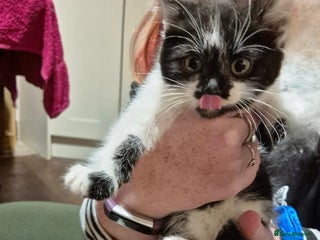 Mixed Breed cats 3 mixed breed kittens available - Advert 1