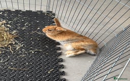 Lionhead rabbits for sale: Mini pop x lion head  - Image 1