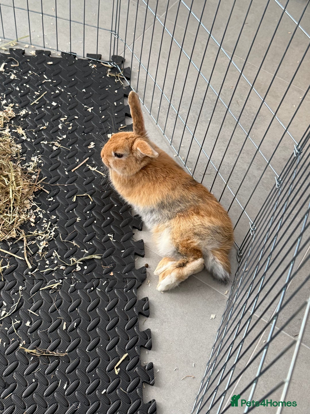 Lionhead rabbits for sale: Mini pop x lion head  - Image 1