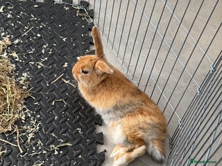 Lionhead rabbits - Advert 7