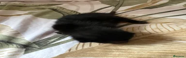 Kitten 4
