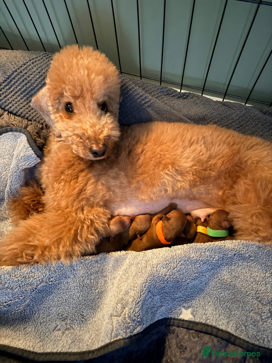 Toy Poodle dogs for sale: ❤️ Exceptional Asian Red Toy Poodle Puppies ❤️ - Advert 6