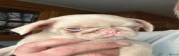 Pug dogs for sale: Prestige Pink Pug Puppies KC reg. Ready to leave - Advert 9