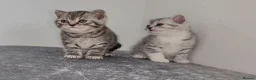 British Shorthair cats for sale: 🏆 Pedigree Silver British Shorthair Kittens 🏆 - Advert 4