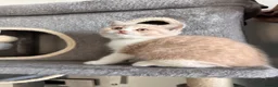 British Shorthair cats for sale: Unique British Shorthair Kittens 🐈✨ - Advert 2