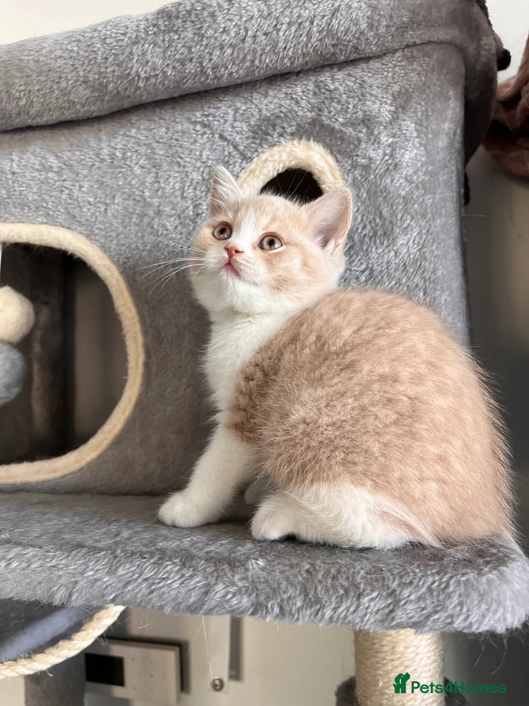 British Shorthair cats for sale: Unique British Shorthair Kittens 🐈✨ - Advert 2