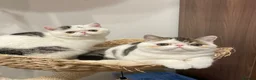 Exotic cats for sale: Gorgeous GCCF reg. Exotic kittens - Advert 1