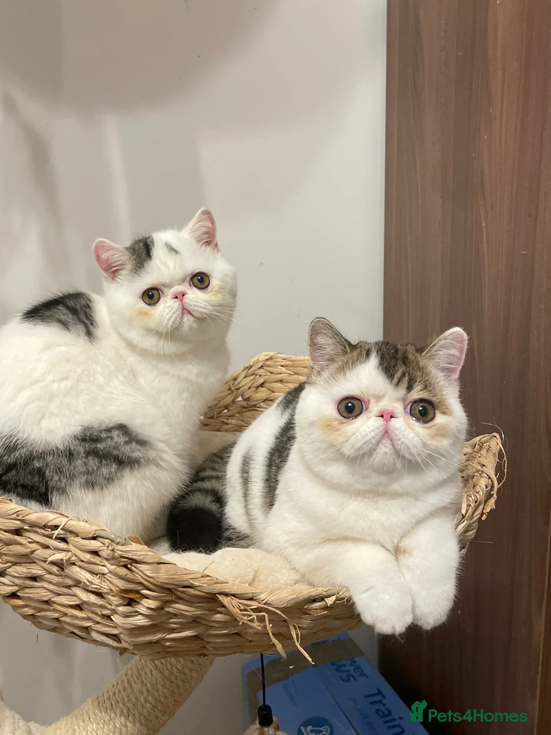 Exotic cats for sale: Gorgeous GCCF reg. Exotic kittens - Advert 1