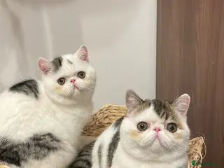 Exotic cats Gorgeous GCCF reg. Exotic kittens - Advert 4