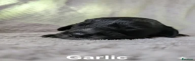 Garlic 