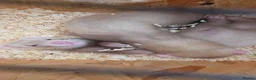 Ferret rodents for sale: X2 12 week old Sandy Hobs working stock in Norwich - Advert 4