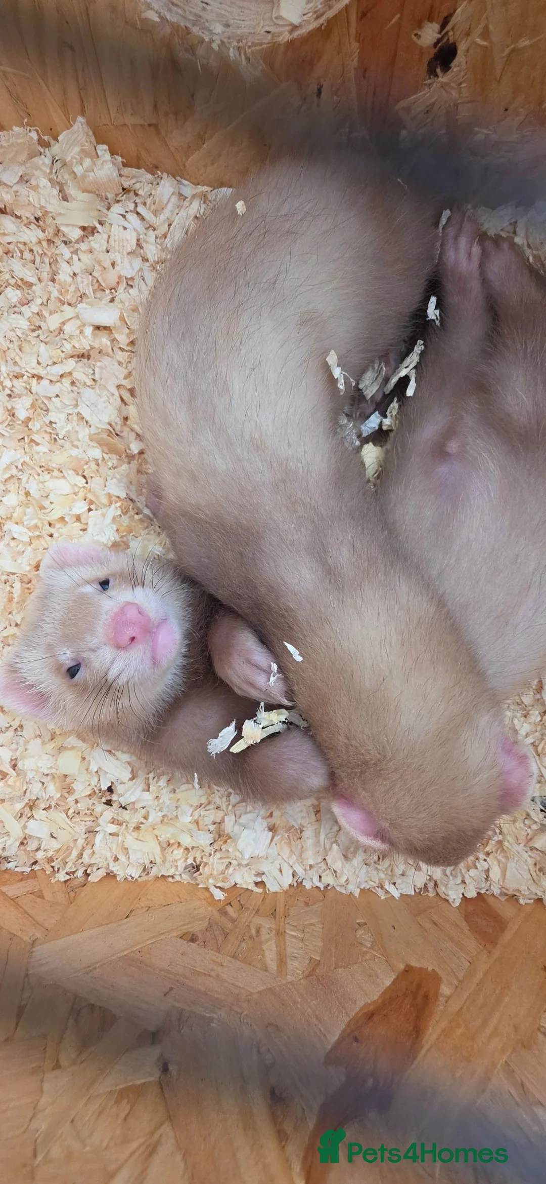 Ferret rodents for sale: X2 12 week old Sandy Hobs working stock in Norwich - Advert 4