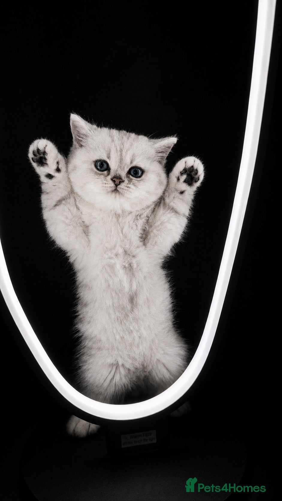 Scottish Fold cats REDUCED ❗️1 Male Scottish Straight Kitten - Advert 13