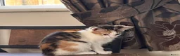 Mixed Breed cats for sale: Mixed bread kittens ready to go £100 - Advert 3