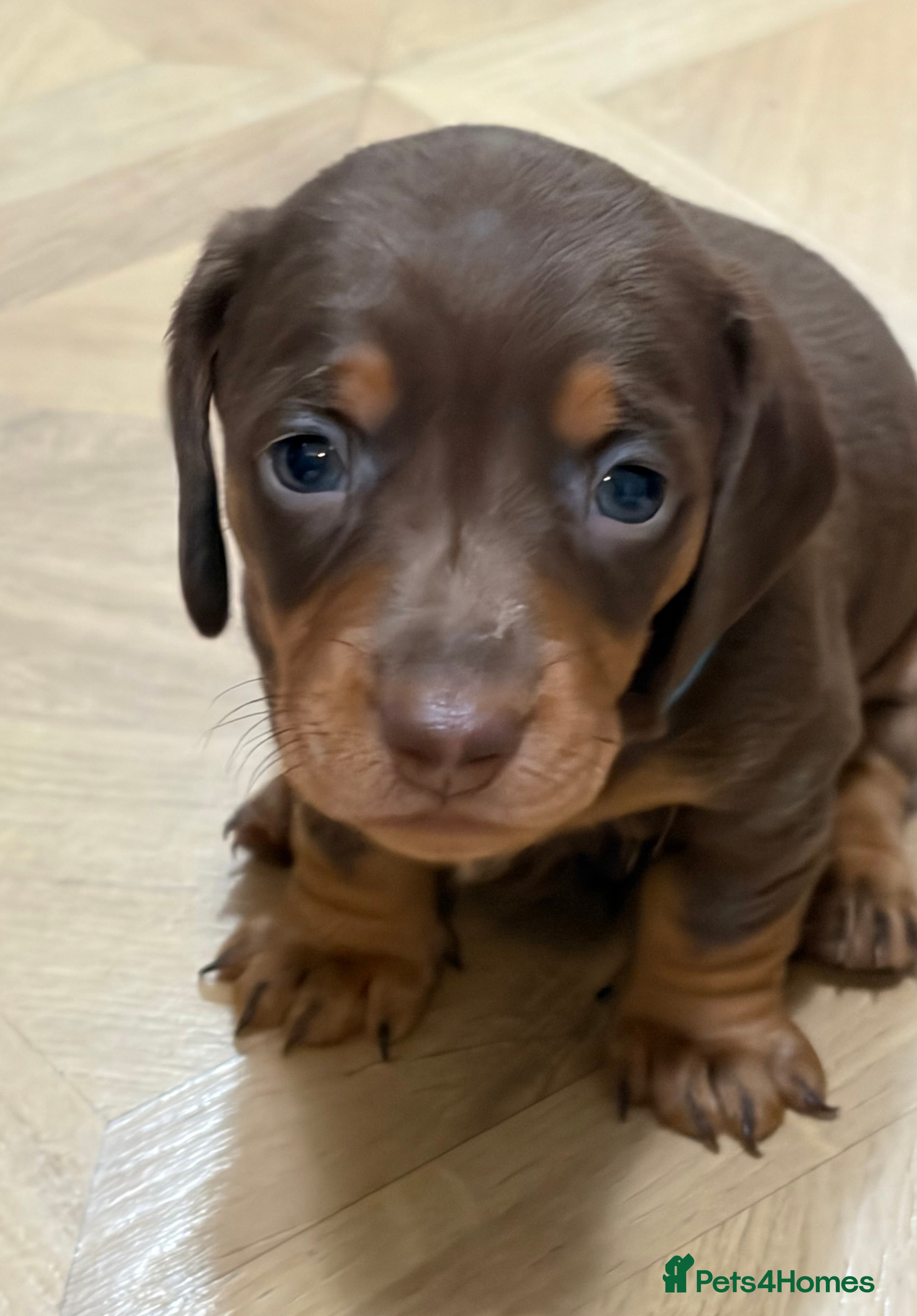 Miniature Dachshund dogs Miniature dachshund ‼️Reduced ‼️ - Advert 2