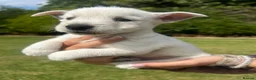 West Highland Terrier dogs for sale: West highland terrier  in Northallerton - Advert 29