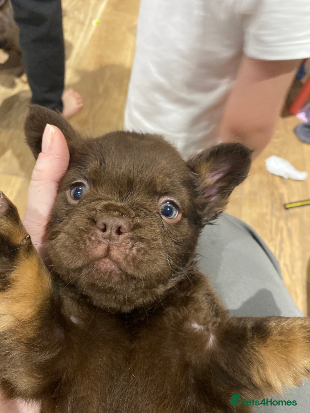 French Bulldog dogs for sale: READY TO LEAVE THIS WEEKEND FLUFFY FRENCH BULLDOGS - Advert 38