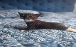 Mixed Breed cats for sale: 2 male kittens.  - Image 7