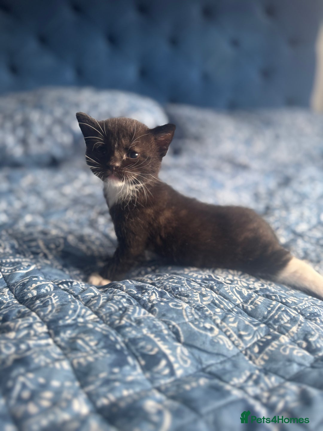 Mixed Breed cats for sale: 2 male kittens.  - Image 7