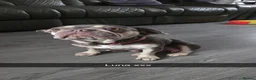 French Bulldog dogs for sale: French bulldogs  in Ellesmere Port - Advert 9