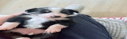 Border Collie dogs for sale: Border collie puppies  - Advert 8