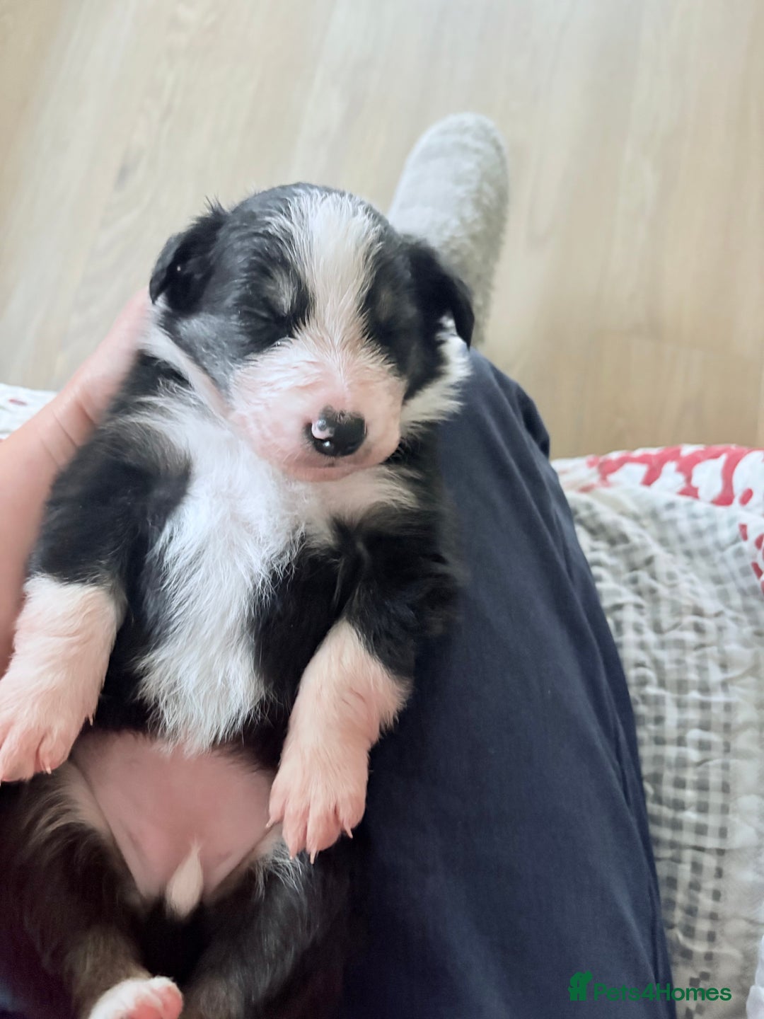 Border Collie dogs for sale: Border collie puppies  - Advert 8