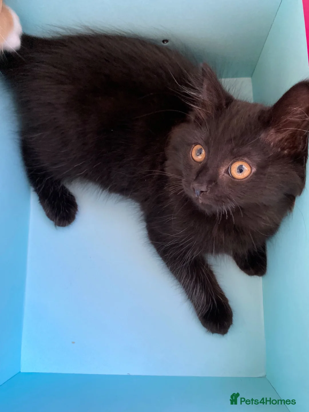 Mixed Breed cats for sale: Teddy bear  - Advert 6