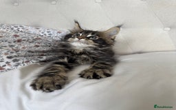 Maine Coon cats for sale: 4 big pure gorgeous Mainecoon boys  - Image 9