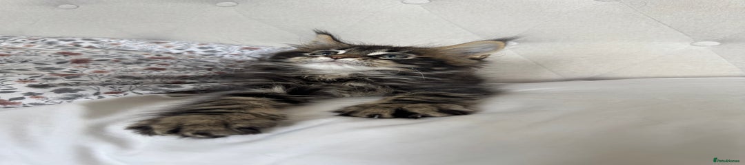 Shere khan (brown tabby with darker back) 