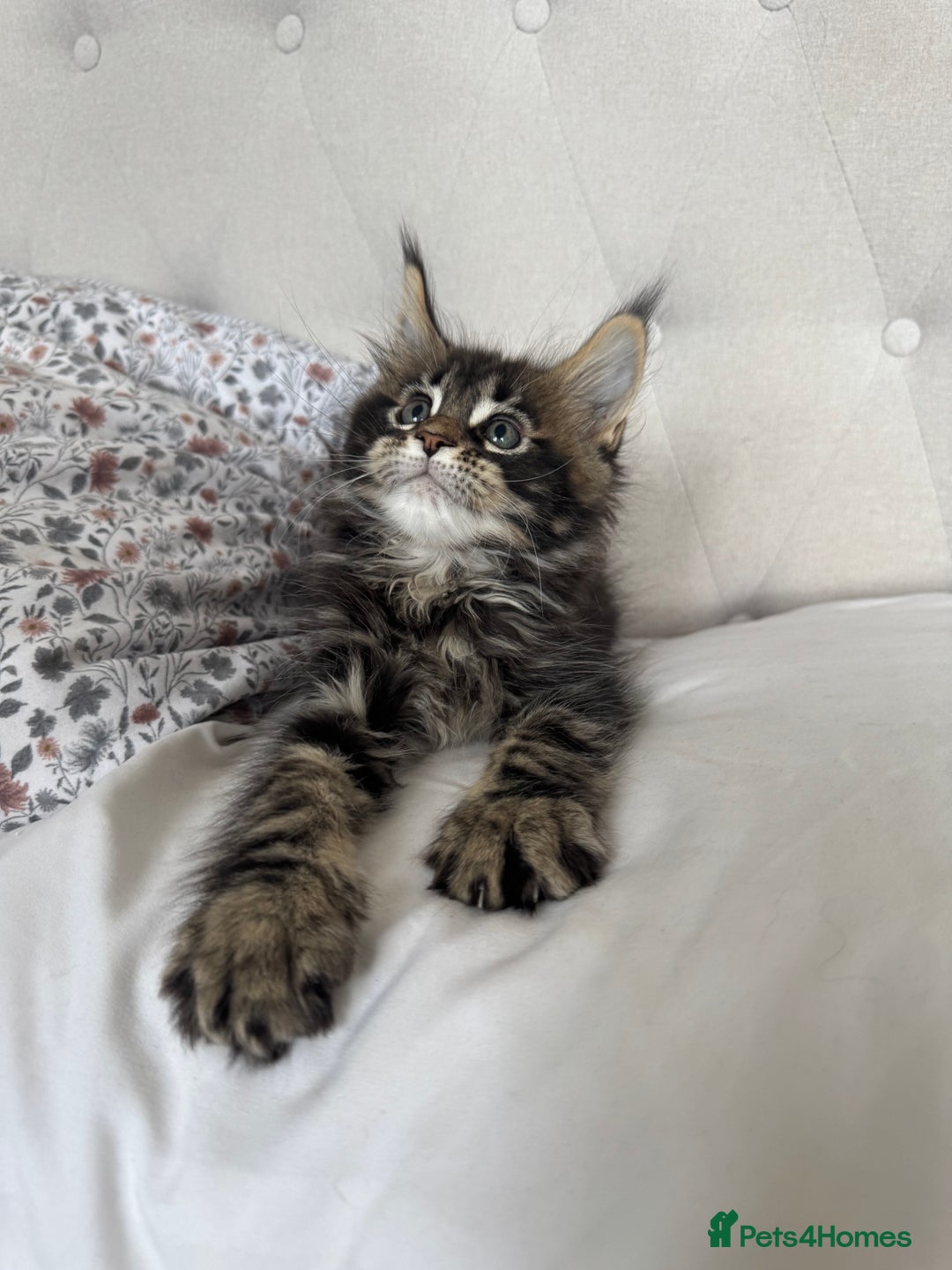 Maine Coon cats for sale: 4 big pure gorgeous Mainecoon boys  - Image 9